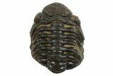 Long Partially Enrolled Morocops Trilobite - Morocco #296612-2